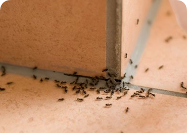 Termite control specialists at C.C. & Company will protect your home from further damage.
